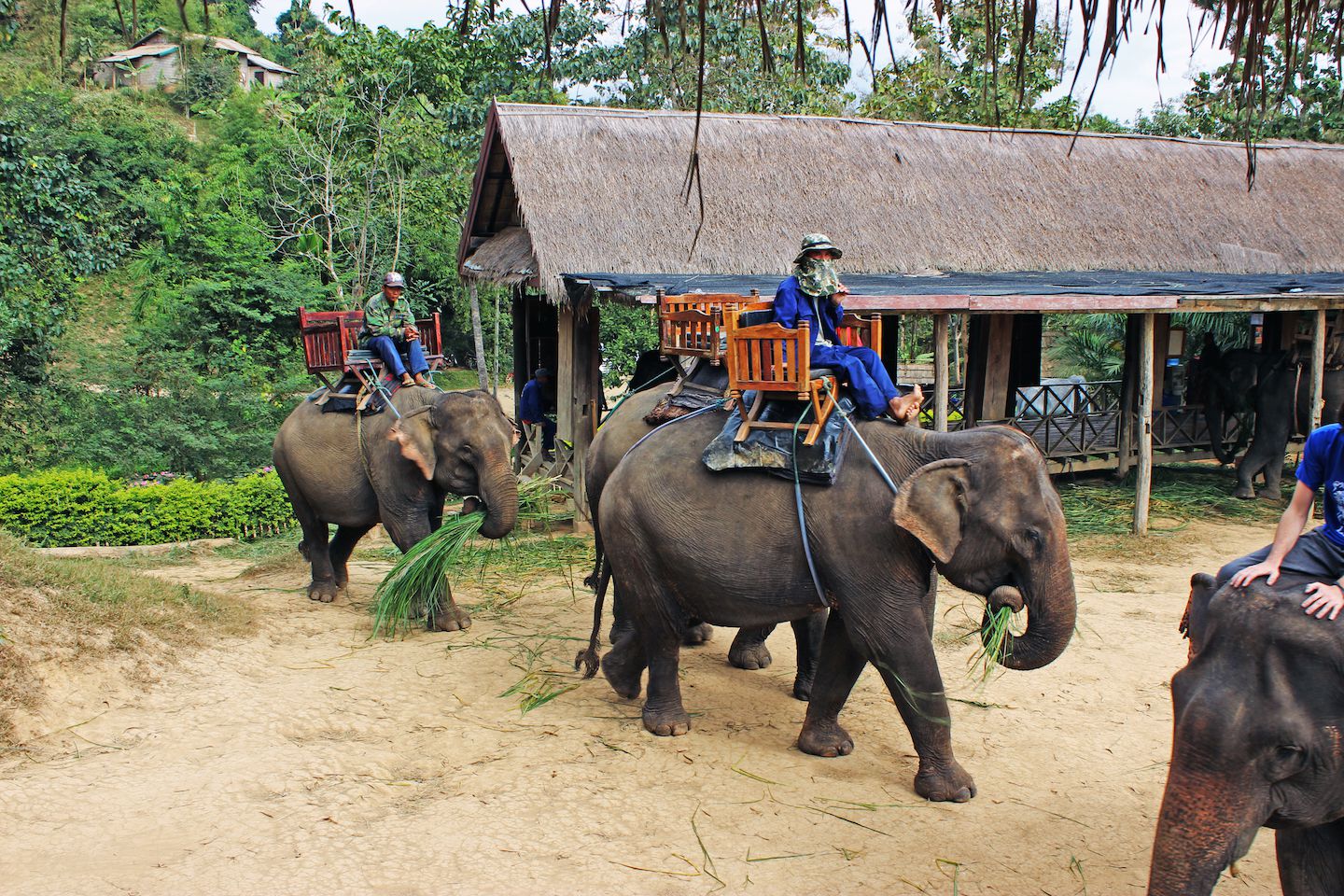 Elephant experience