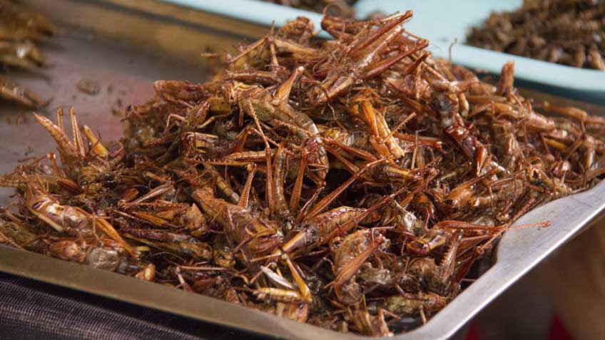 Locusts can be found all across Southeast Asia