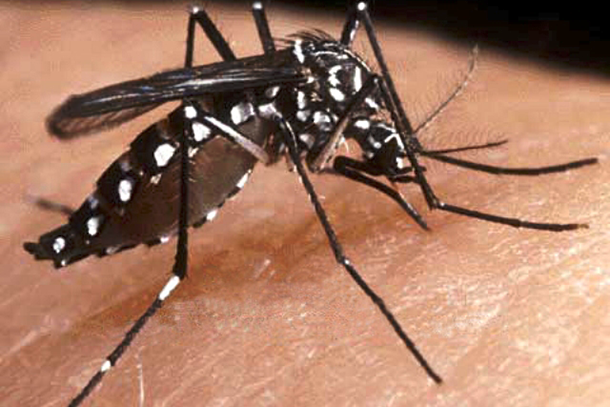 Mosquitos- The most common carrier of Dengue virus