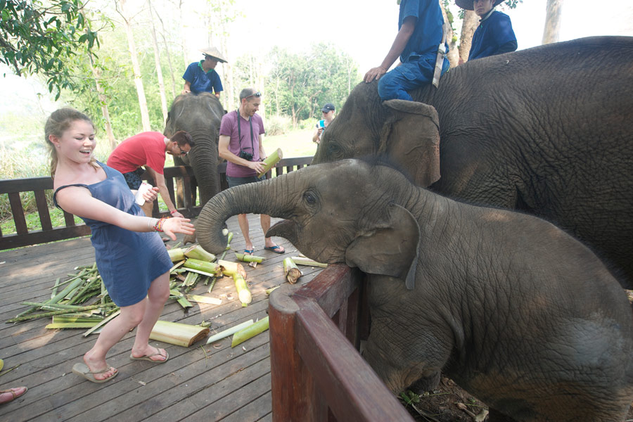 Feeding elephants in Luang Prabang