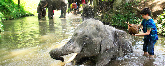 Spending time with elephants